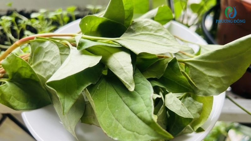 Rau diếp cá có tốt cho thận không?