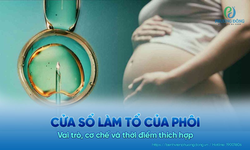 Cửa sổ làm tổ của phôi: Vai trò, cơ chế và thời điểm thích hợp