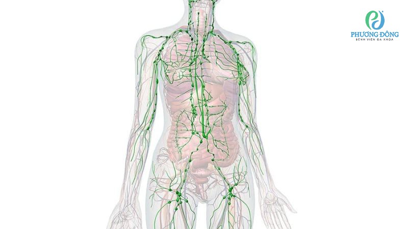 Cổ, dưới cằm, mang tai, nách,... là những vị trí dễ nổi hạch