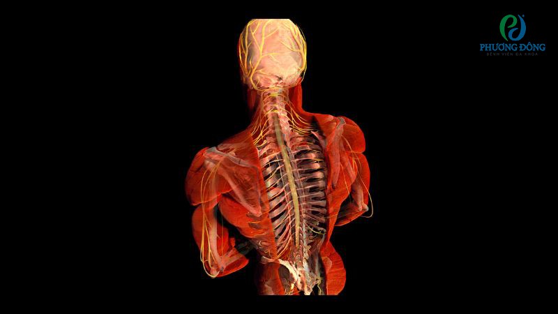 Thần kinh sống có nhiệm vụ như bộ phận trung gian truyền thông tin giữa hệ thần kinh trung ương với các cơ quan