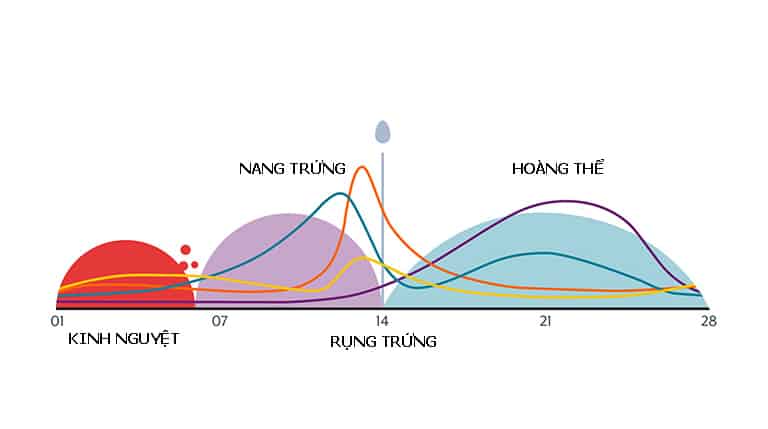 làm thế nào để trứng rụng